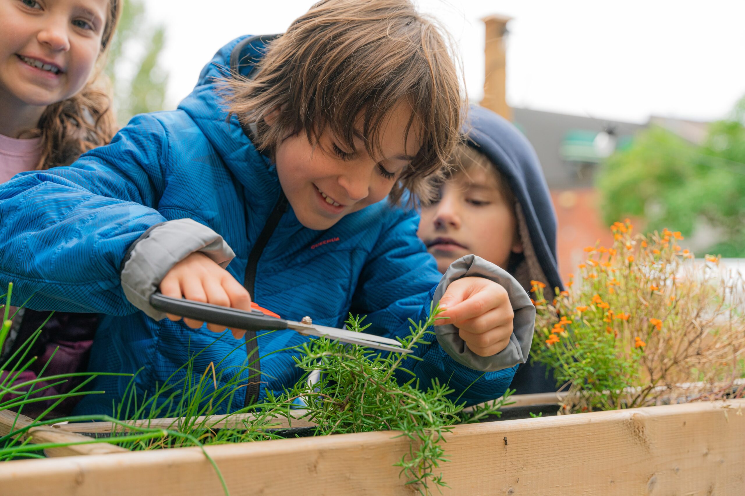 Eleves fines herbes recolte