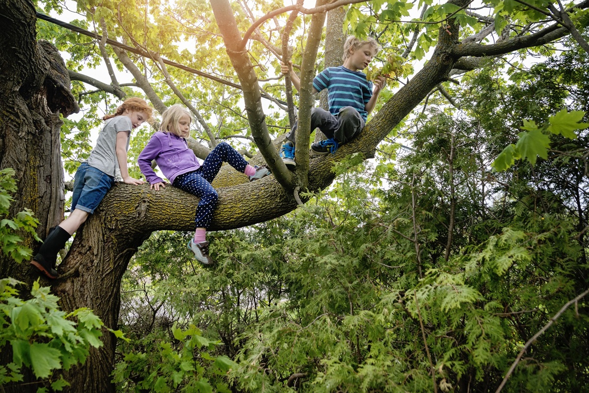 Enfants arbre jeu libre exterieur
