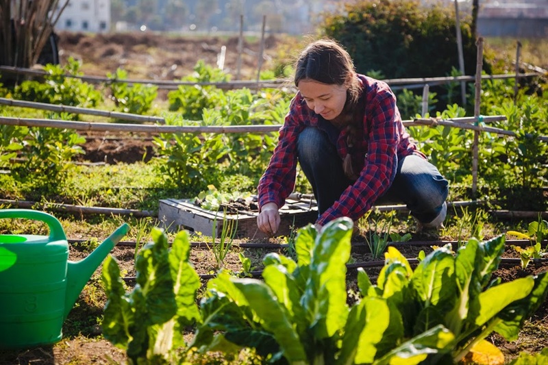 Femme jardinage potager jardin legumes
