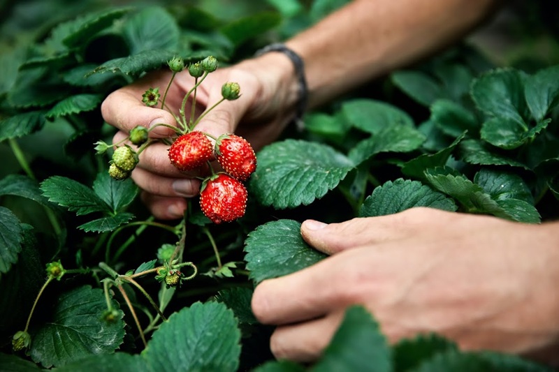 Fraise cueillette