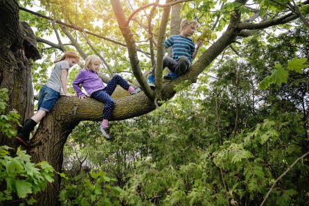 jeu risqué arbre enfant