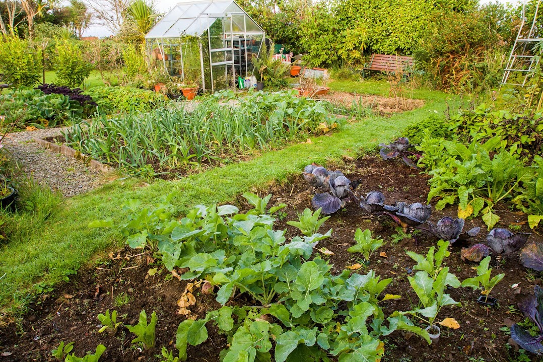 Potager jardin