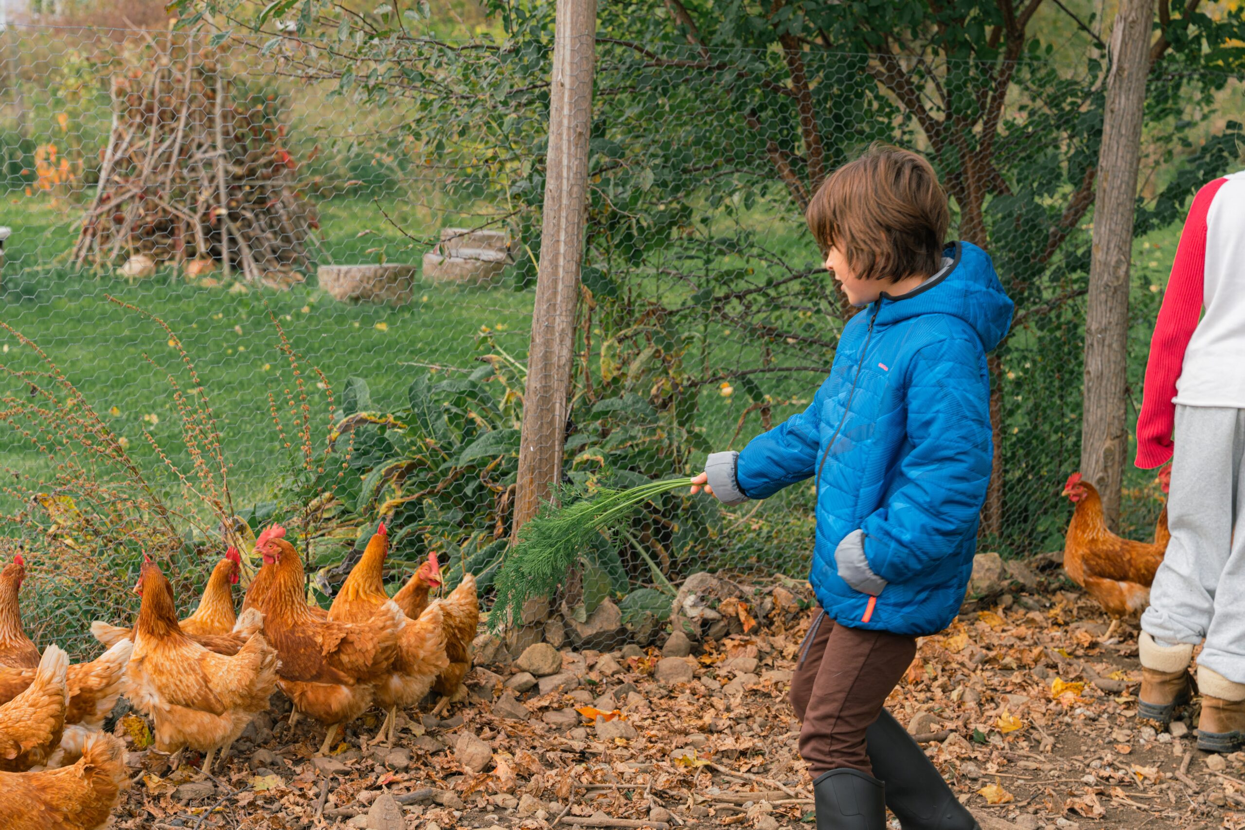 Poules poulailler eleve